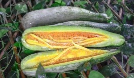 廊坊网红吃瓜事件,揭秘网络舆论的风暴与真相